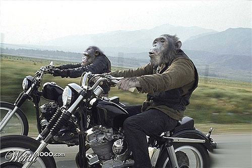 Image result for Gambar monyet naik motor